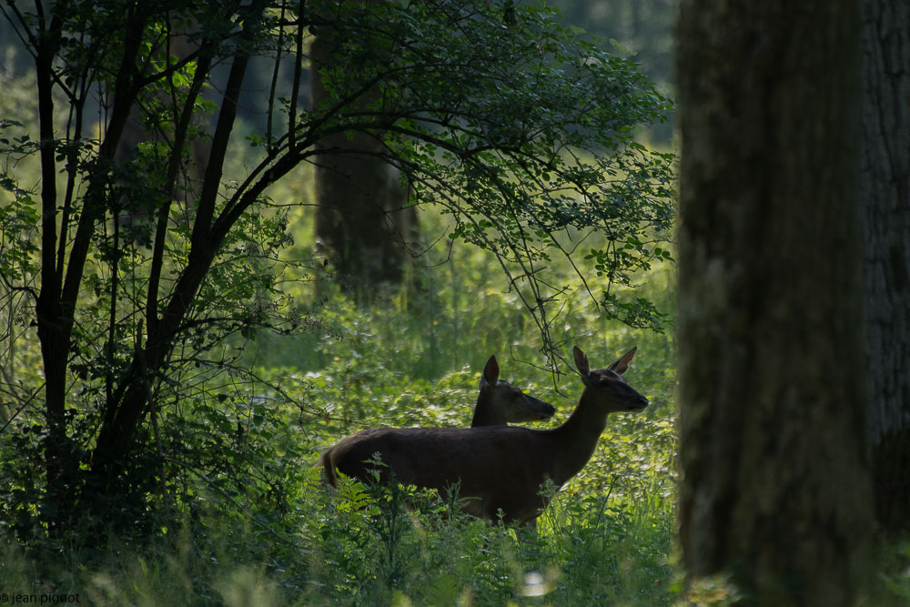 biche billebeaude 05 2018.jpg