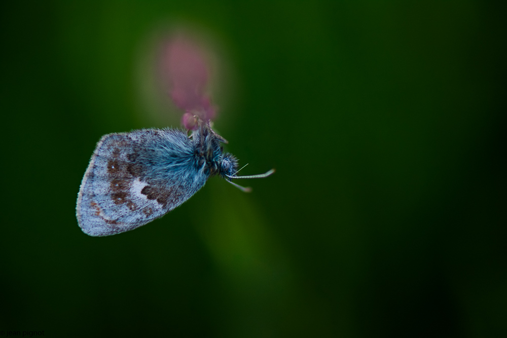 azuré au couchant 05 2018-2.jpg