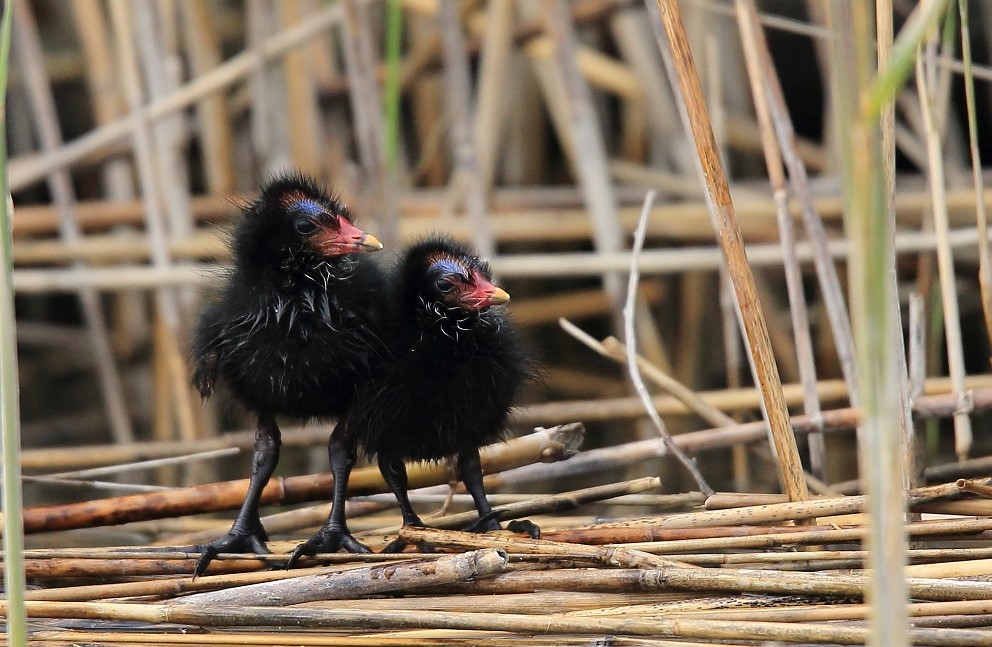 Galinule poule d'eau.jpg