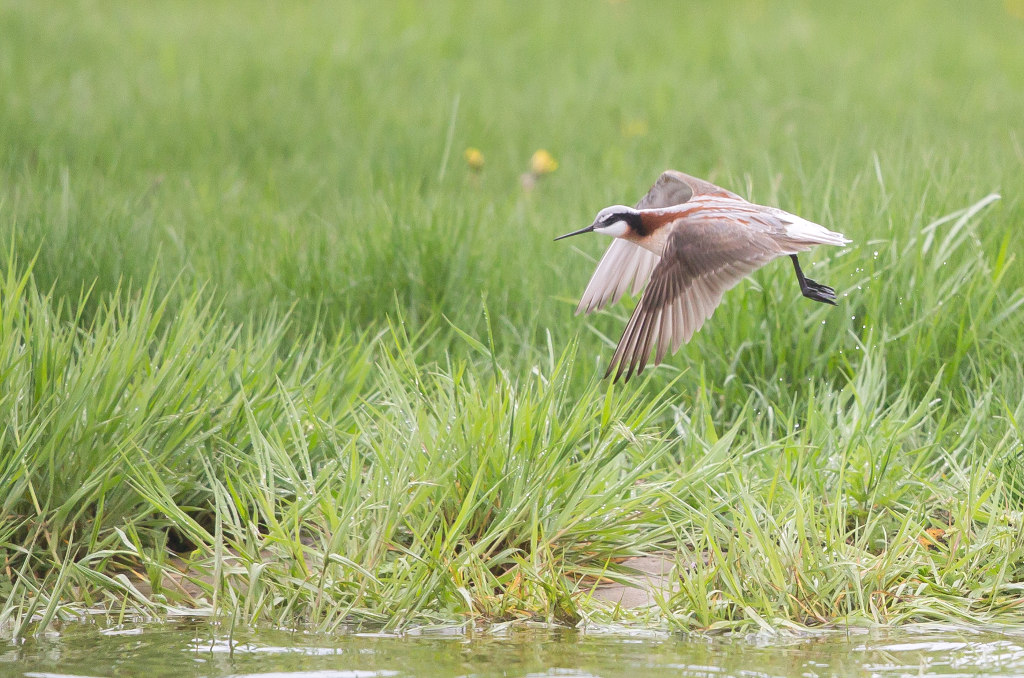 _IN Phalarope de Wilson 2018-05 Blenheim-2.jpg