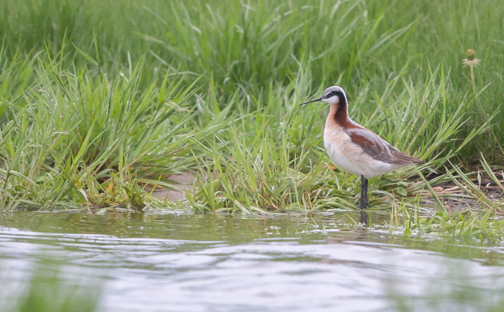 _IN Phalarope de Wilson 2018-05 Blenheim.jpg