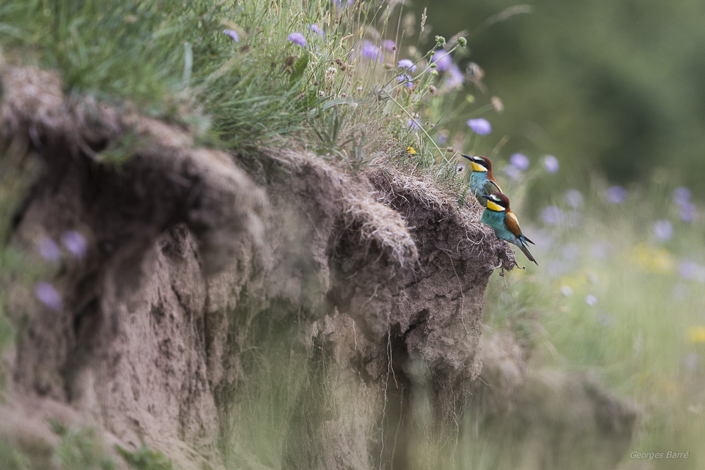 Guêpier d'Europe (Merops apiaster)-446.jpg