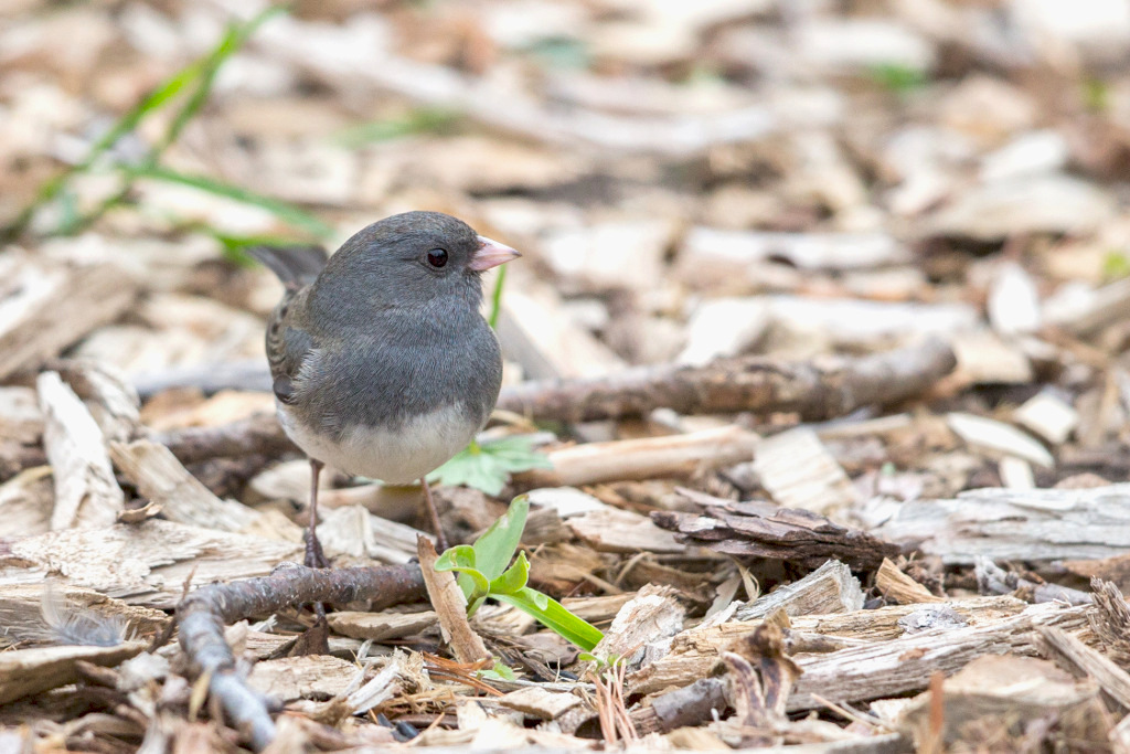 _IN Junco ardoisé blanche 2018-05 Rondeau.jpg