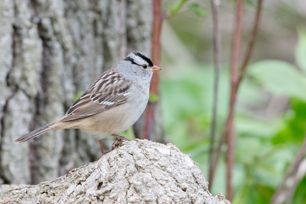 _IN Bruant à couronne blanche 2018-05 Rondeau-8.jpg