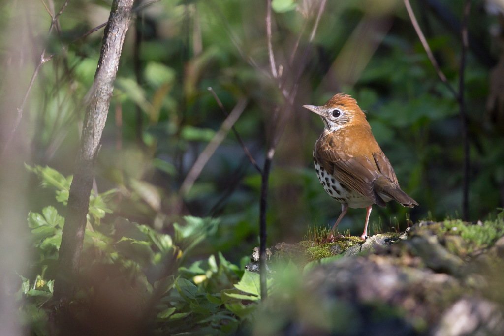 _IN Grive des bois 2018-05 Point Pelee.jpg