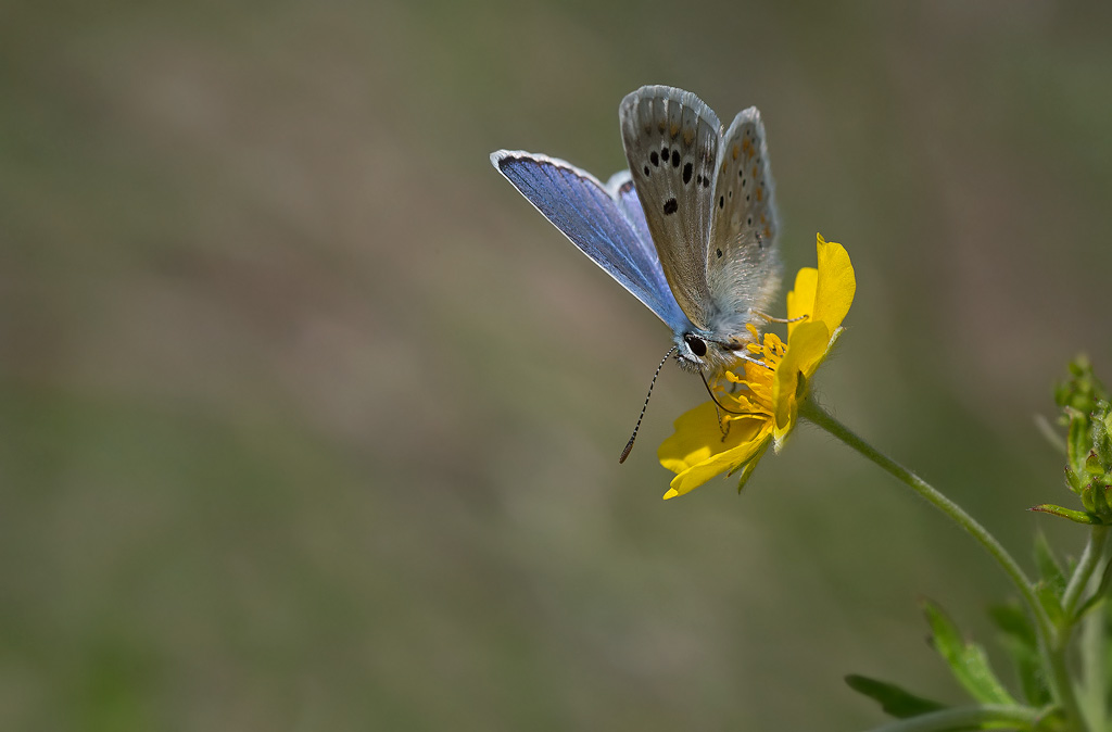 _MGL9975-Azuré de Chapman.jpg