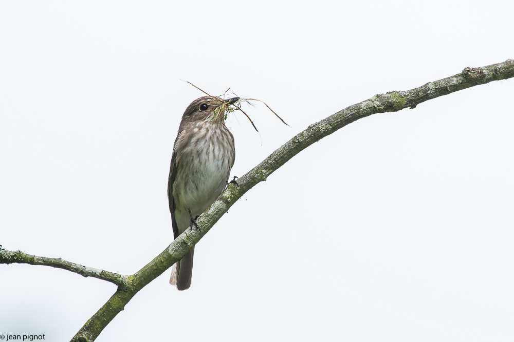 gobe mouche gris au nid  05 2018.jpg