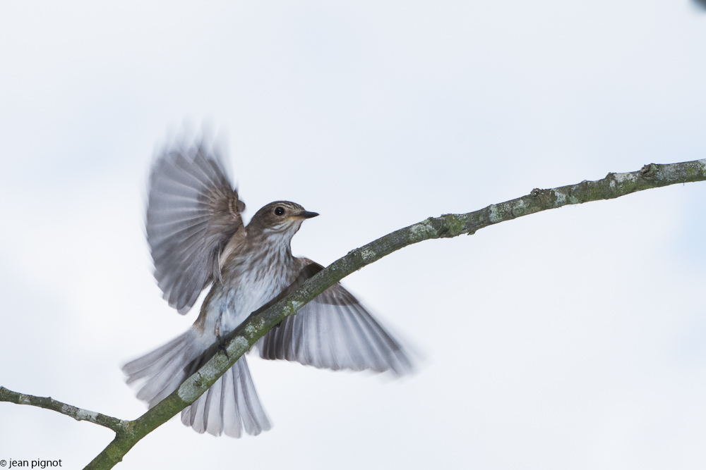 gobe mouche gris au nid  05 2018-3.jpg