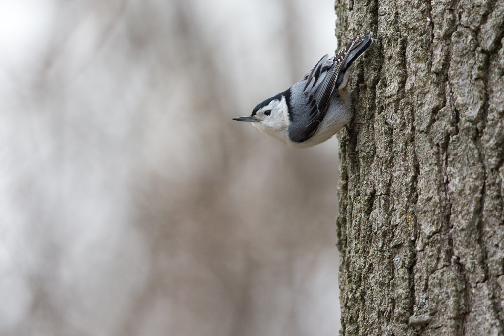 _IN Sitelle à poitrine blanche 2018-05 Rondeau.jpg