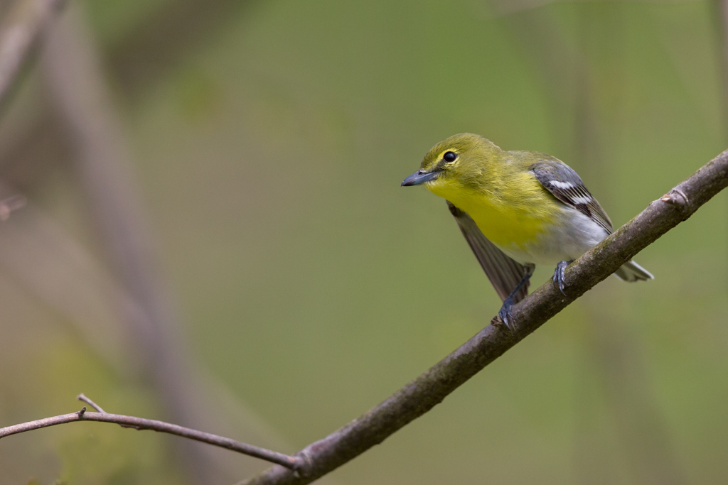 _IN Viréo à gorge jaune 2018-05 Pointe pelée-51.jpg