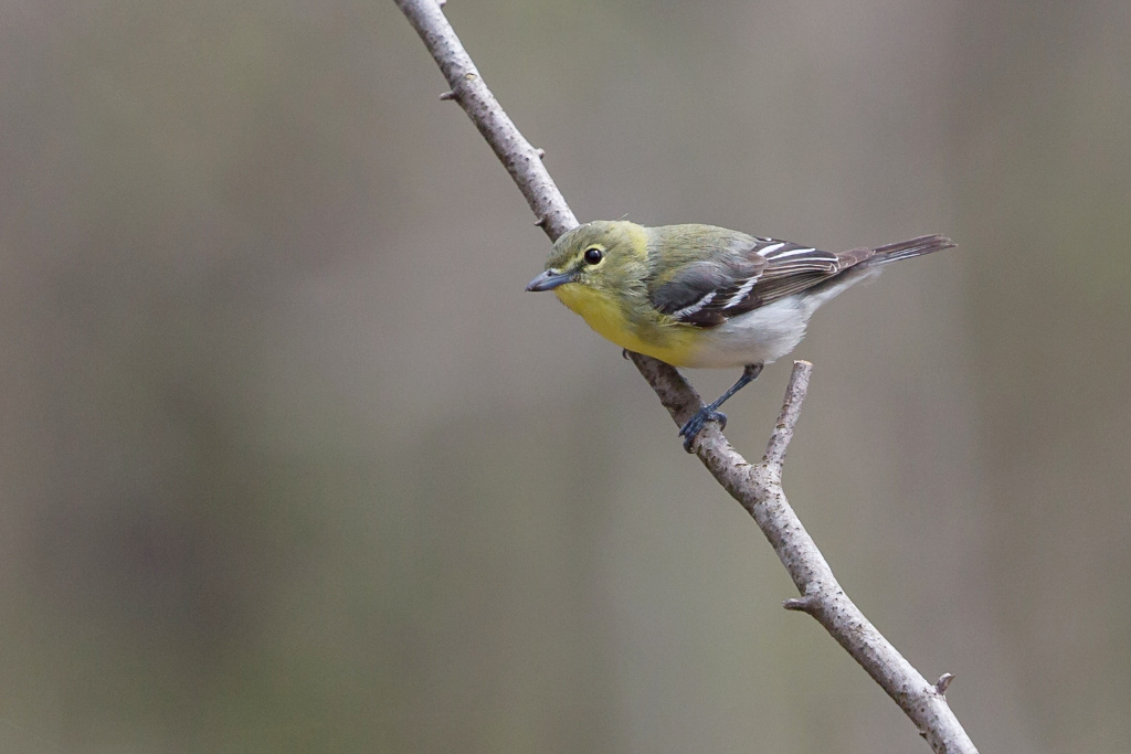 _IN Viréo à gorge jaune 2018-05 Rondeau-2.jpg