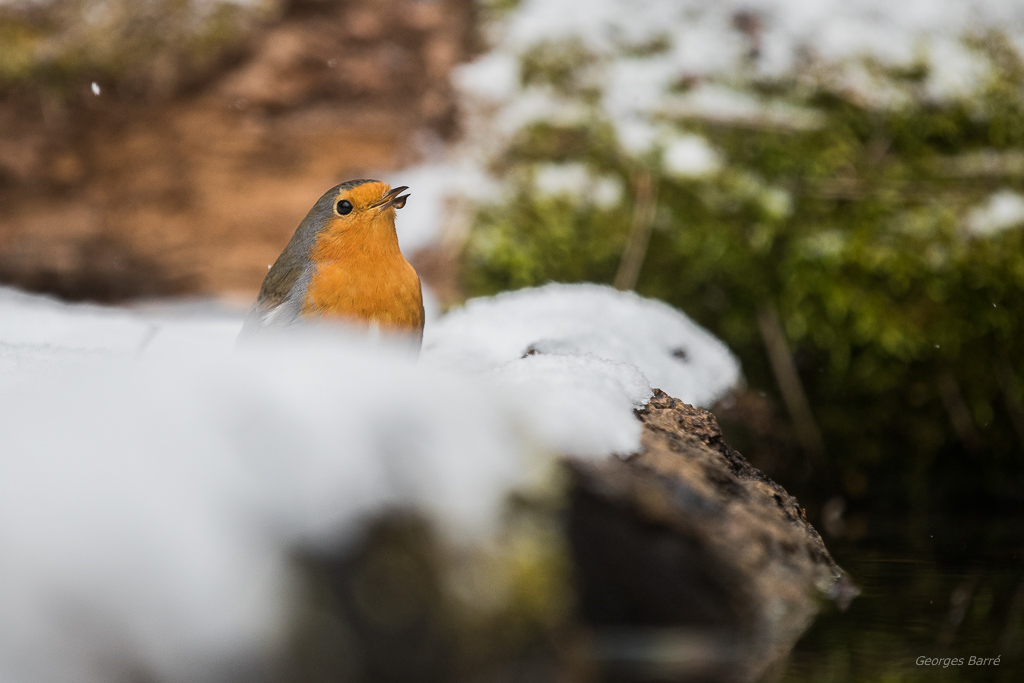 Rouge Gorge Familier (Erithacus rubecula)-92.jpg