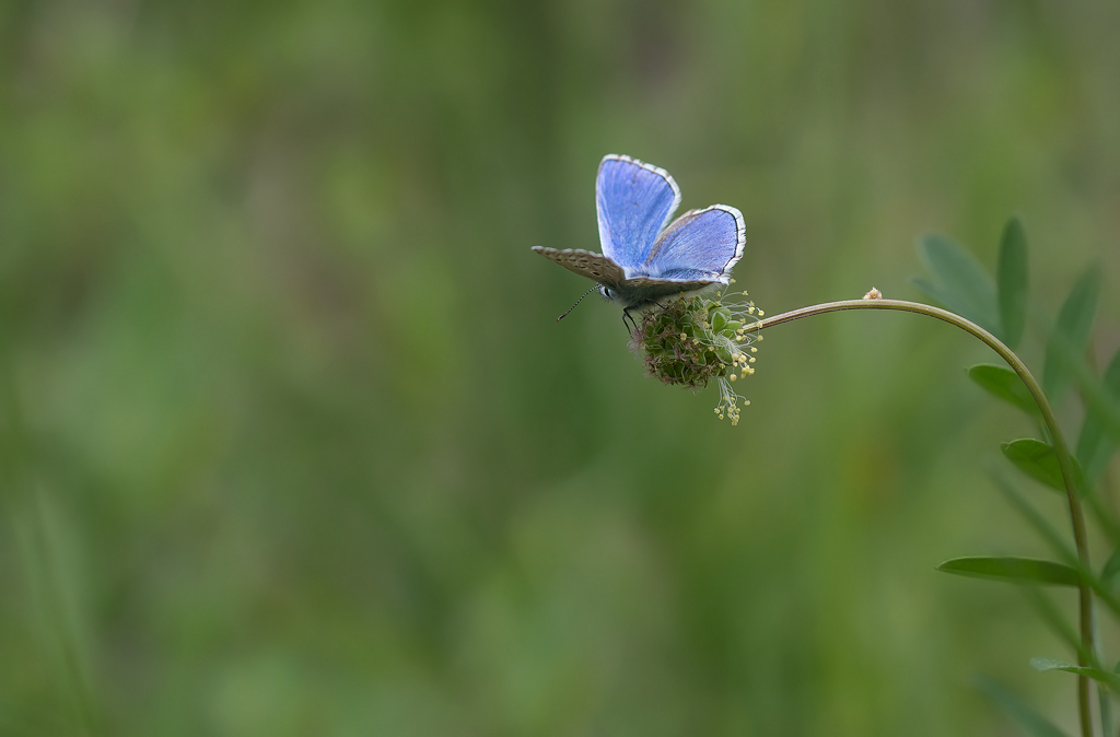 _MGL0745-Ar-bleu-celeste.jpg