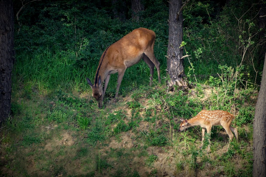 biche et son faon.jpg