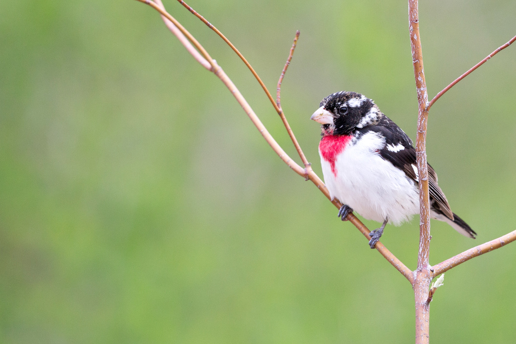 _IN Cardinal à poitrine rose 2018-05 Rondeau-7.jpg