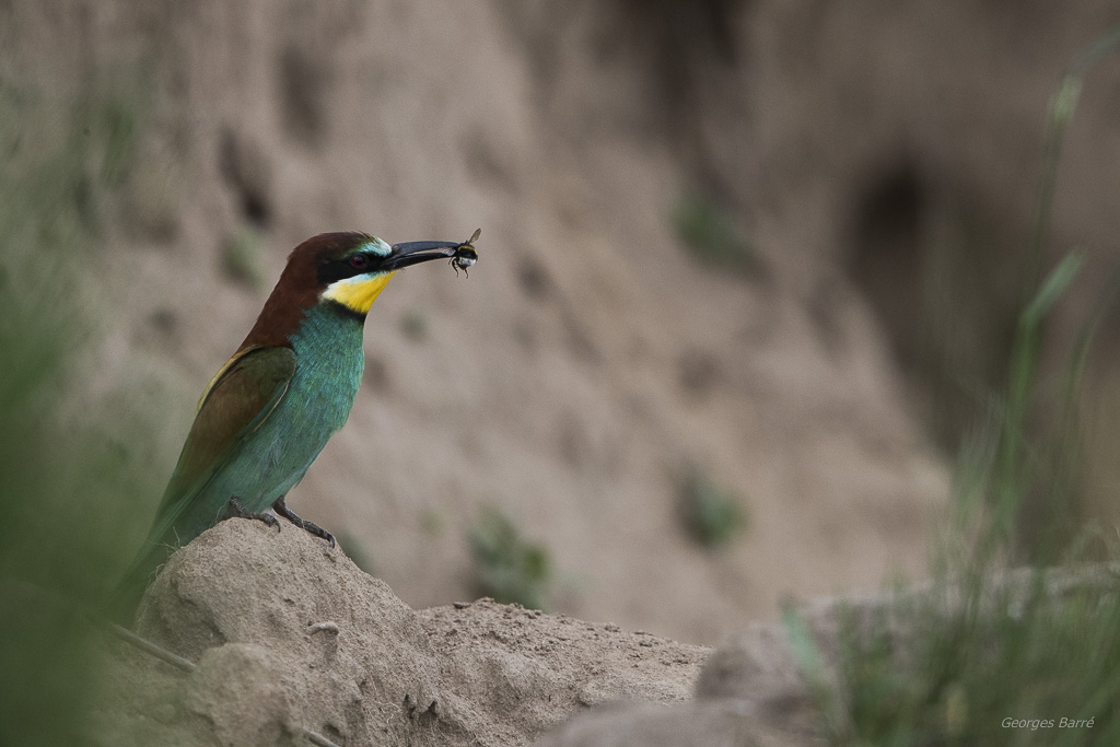 Guêpier d'Europe (Merops apiaster)-511.jpg