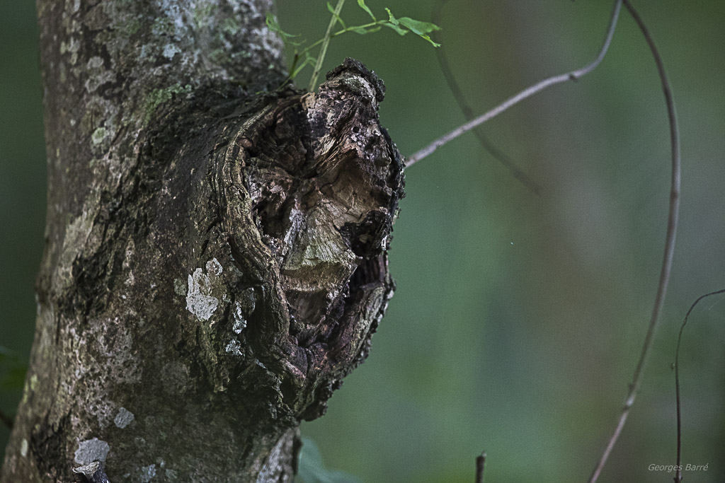 Le masque de bois-8.jpg