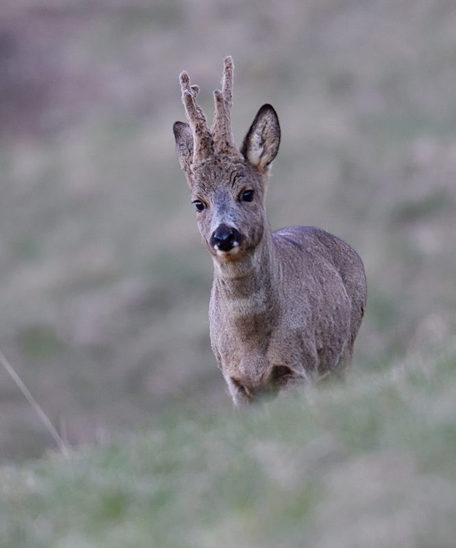 DS5_0953.jpg