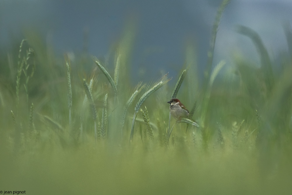 moineau dans le blé 06 2018.jpg