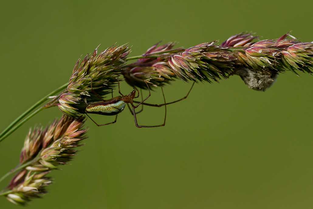 araignée-verte-3.jpg