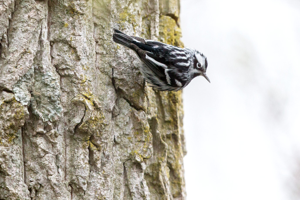 _IN Parulinenoir et blanc 2018-05 Rondeau-7.jpg