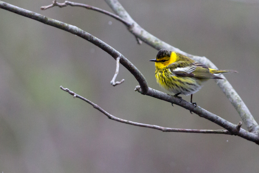 _IN Paruline tigrée 2018-05 Rondeau-7.jpg