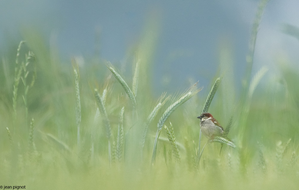 moineaux dans le blé 06 2018.jpg