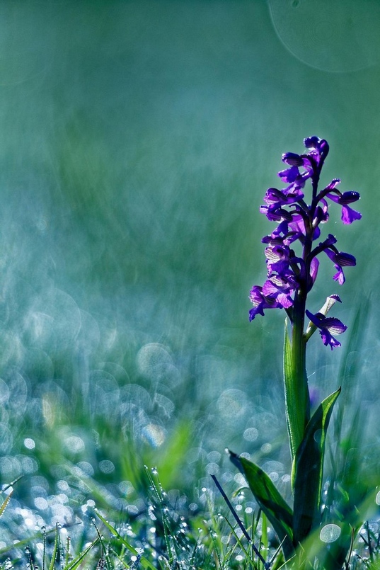 orchis bouffon orchidée.jpg