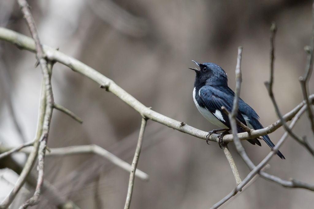 _IN Paruline bleue 2018-05 Point pelée-5.jpg