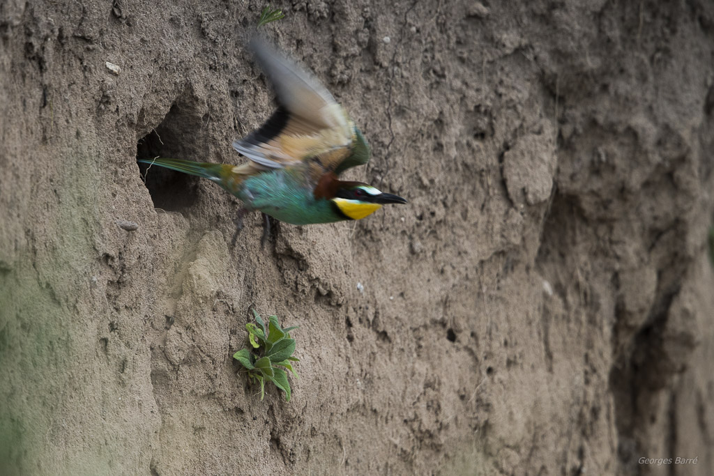 Guêpier d'Europe (Merops apiaster)-510.jpg