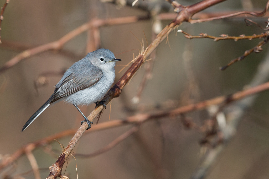 _IN Gobemoucheron gris-bleu 2018-05 Point pelée-6.jpg