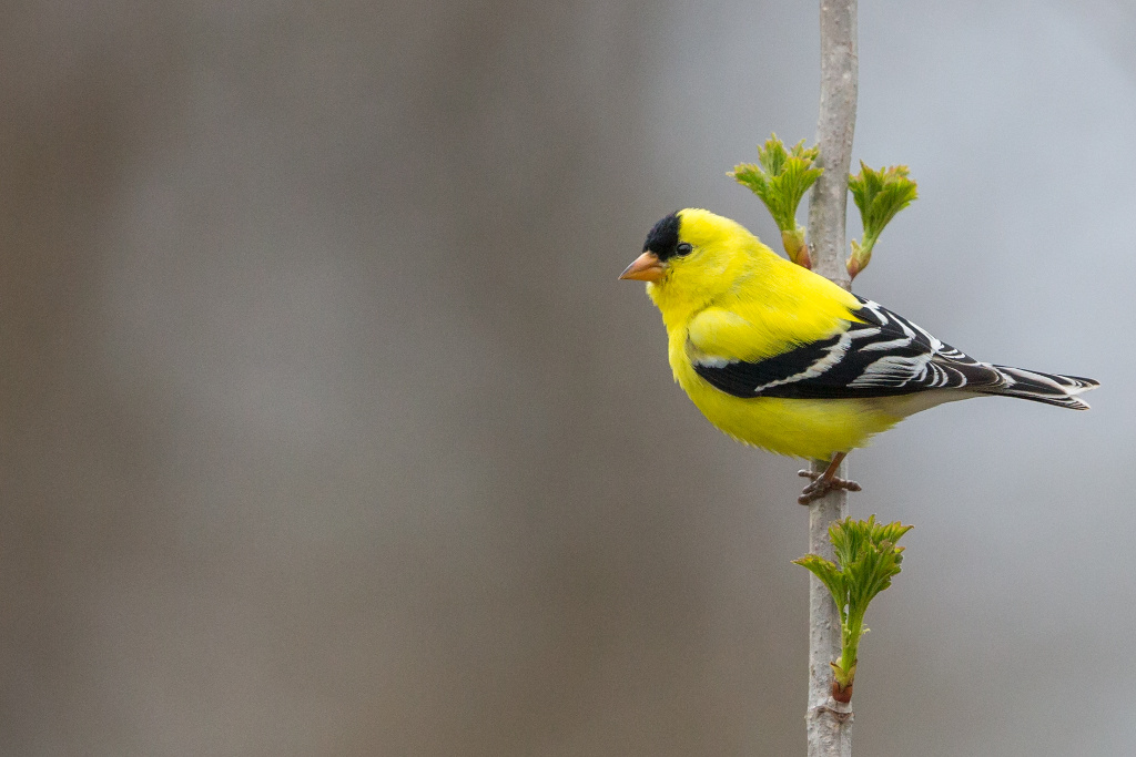 _IN Chardonneret jaune 2018-05 Rondeau-7.jpg