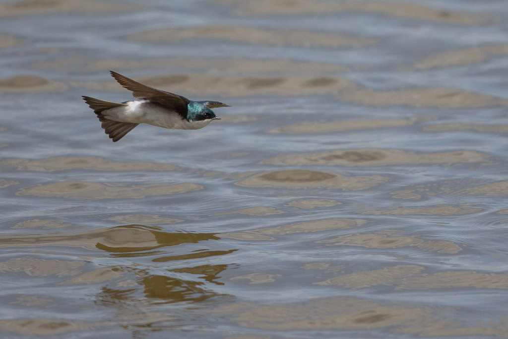 _IN Hirondelle bicolore 2018-05 Point Pelée.jpg