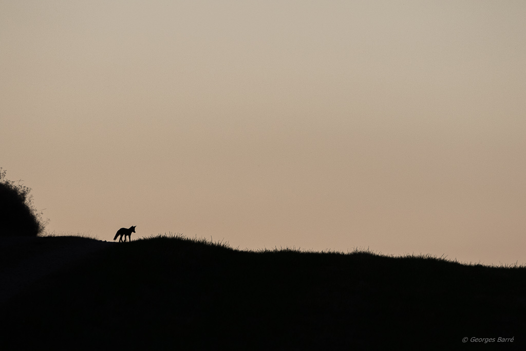 Renard Roux (Vulpes vulpes)-3.jpg