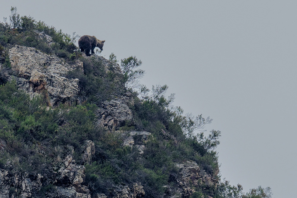 20180603-ASTURIES-journée-ours-(41).jpg