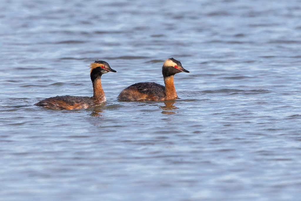 _IN Grèbe esclavon 2018-05 Hillman Marsh-2.jpg