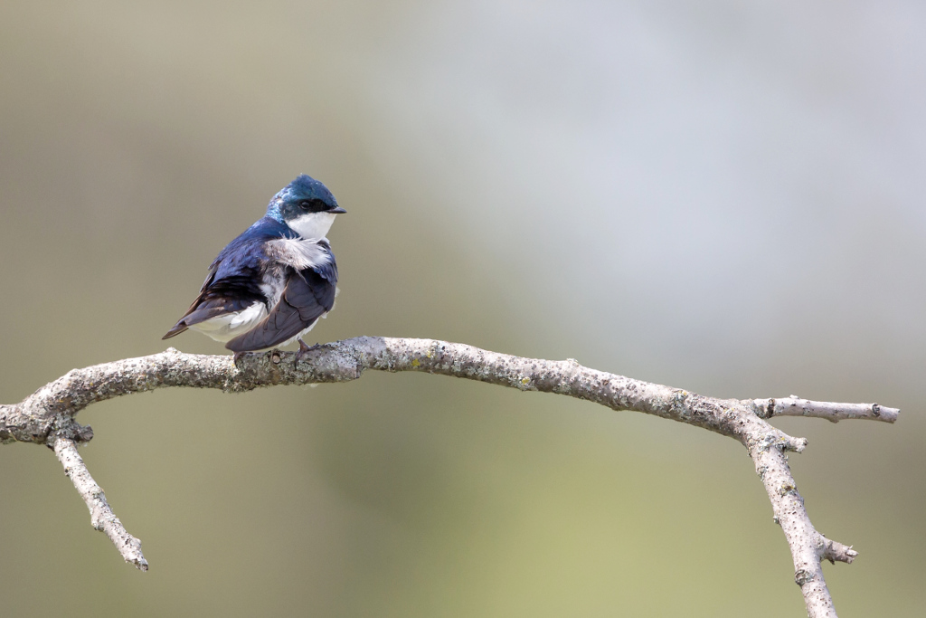 _IN Hirondelle bicolore 2018-05 Carden.jpg