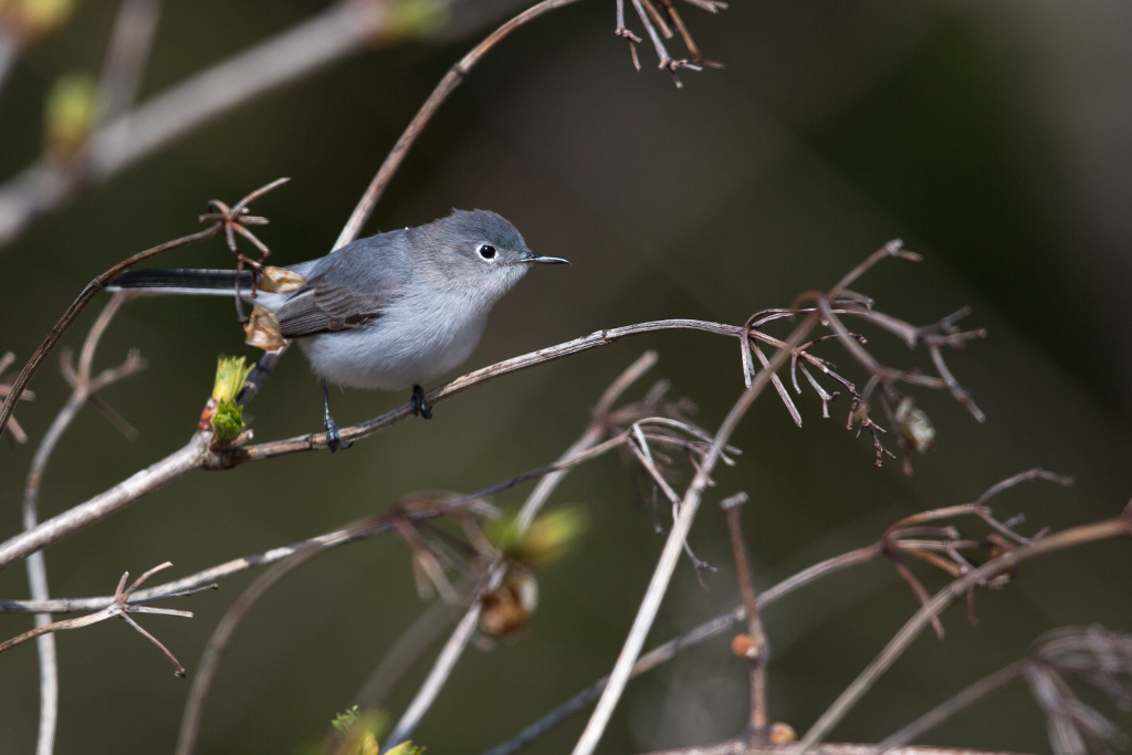 _IN Gobemoucheron gris-bleu 2018-05 Erieau-2.jpg