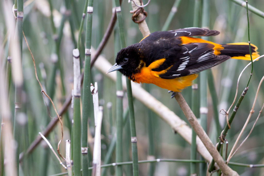 _IN Oriole de Baltimore 2018-05 Point pelée-2.jpg