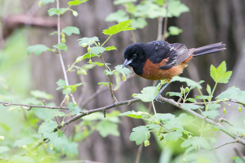 _IN Oriole des vergers 2018-05 Point pelée.jpg