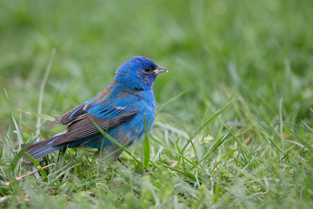 _IN Passerin indigo 2018-05 Point Pelée.jpg