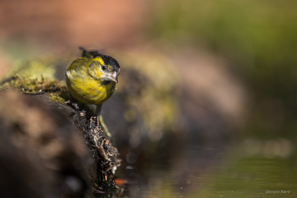 Tarin des Aulnes (Carduelis spinus)-16.jpg