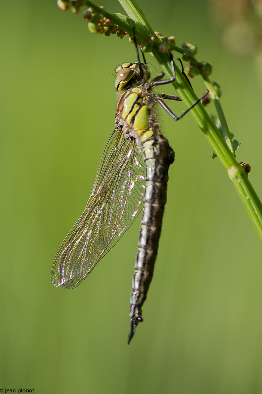 emergeance d une aechne bleue 06 2018.jpg