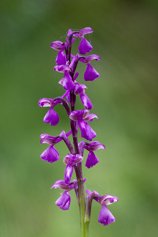 Orchis à fleurs lâches.jpg