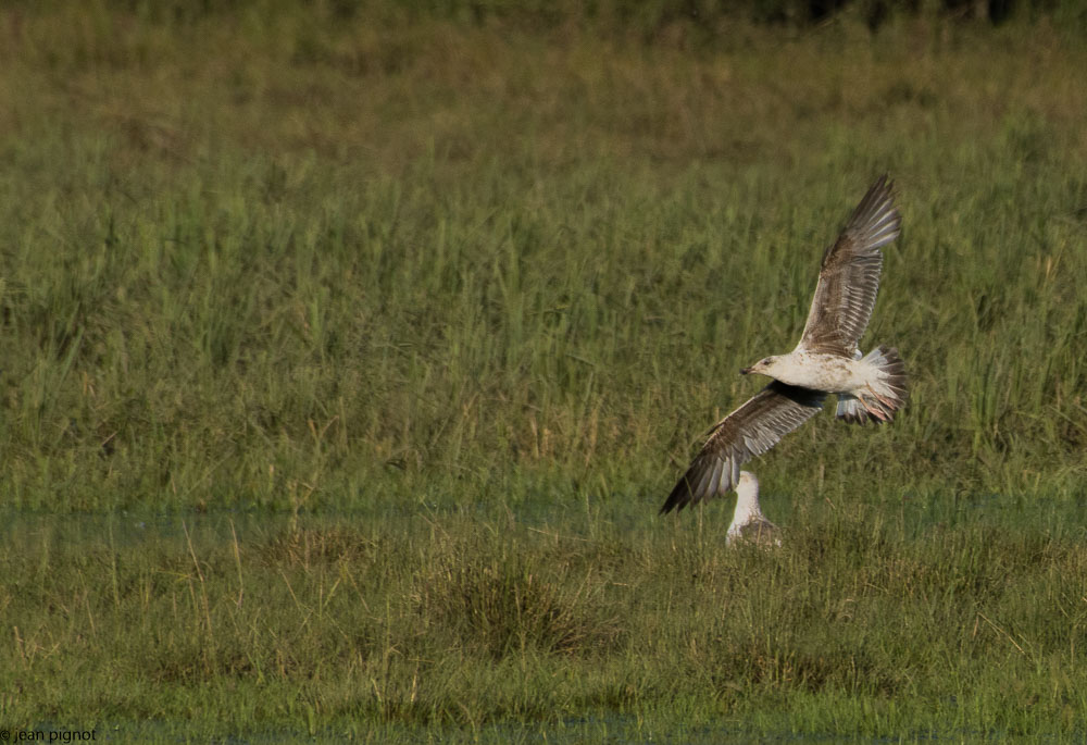 goeland du gues st vast 06 2018-2.jpg