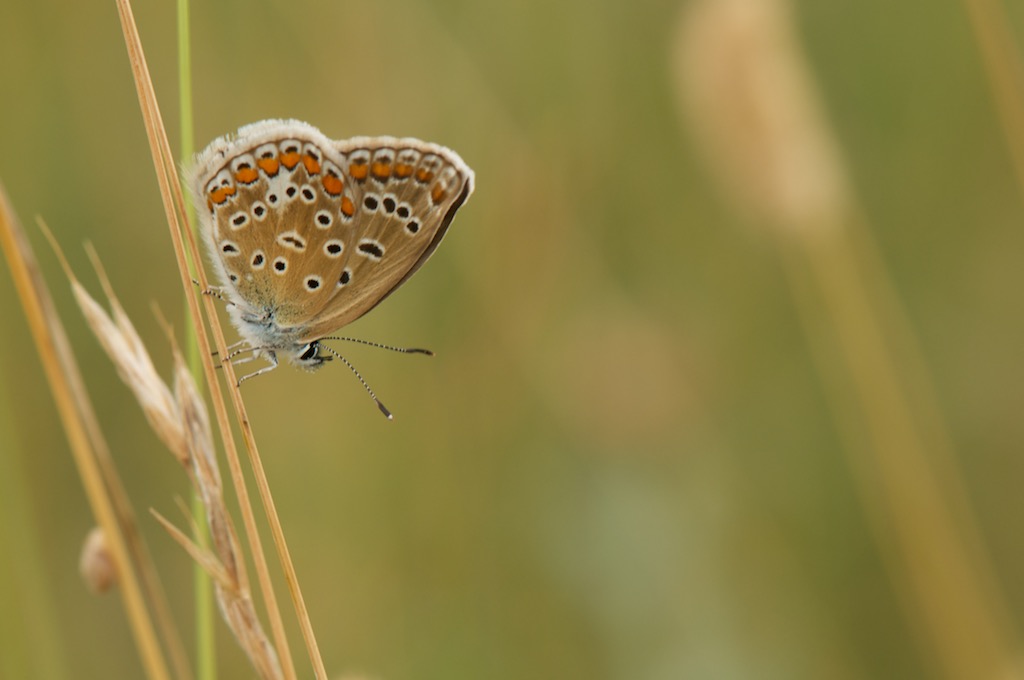 2013-07-28_009_papillon.jpg