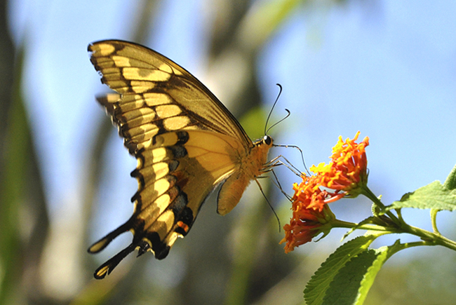 JCl Ortiz Machaon.JPG