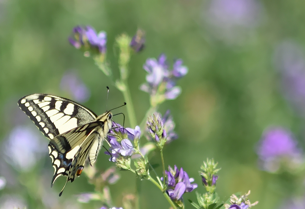 Machaon.JPG