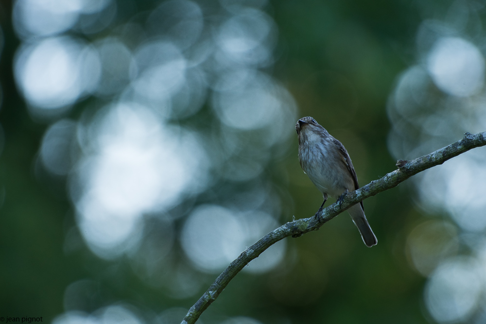 gobe mouche gris  deusieme couvée 06 2018-2.jpg