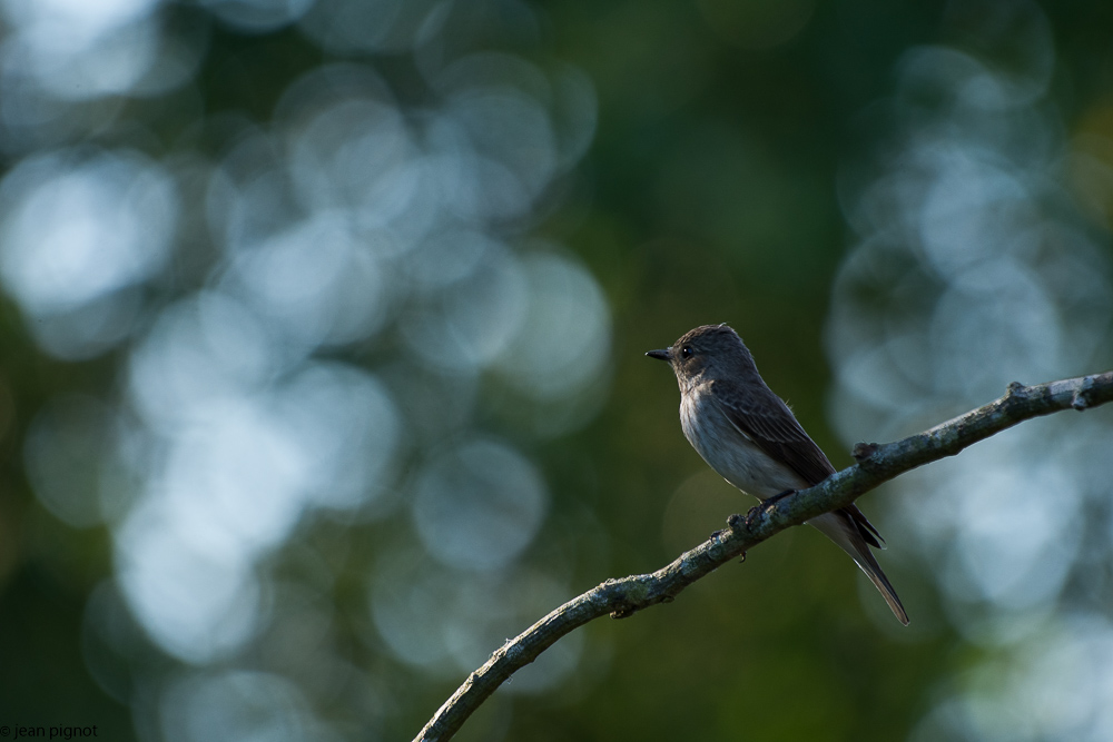 gobe mouche gris  deusieme couvée 06 2018-3.jpg